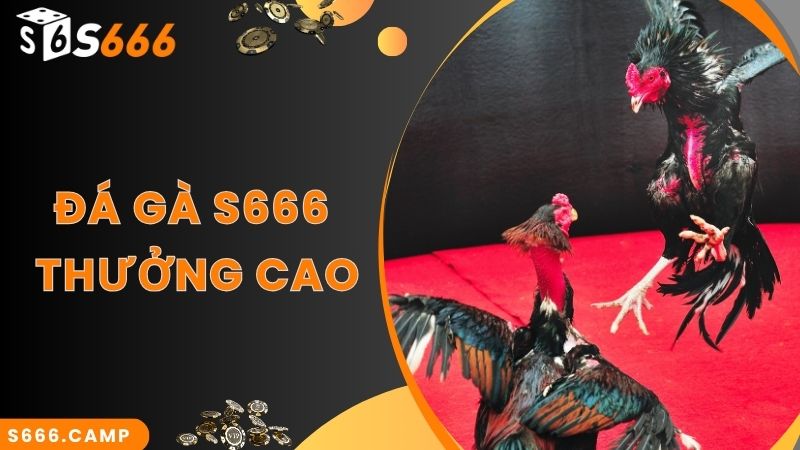 Gia nhập đá gà online S666 đặt cược nhận thưởng cao