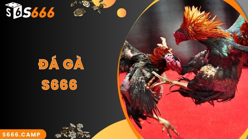 S666 Đá Gà - Theo Dõi Đá Gà Trực Tiếp Mãn Nhãn Và Cược Đa Dạng