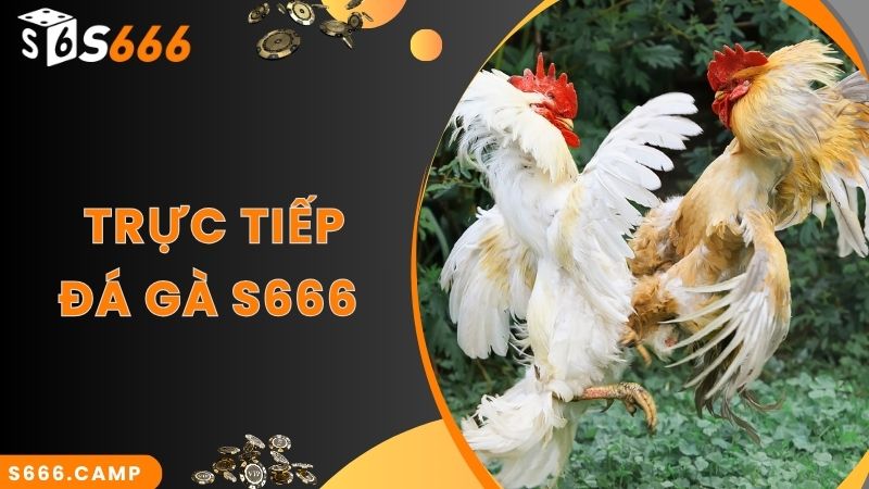 Theo dõi trận đấu đá gà trực tuyến cùng S666 mới nhất