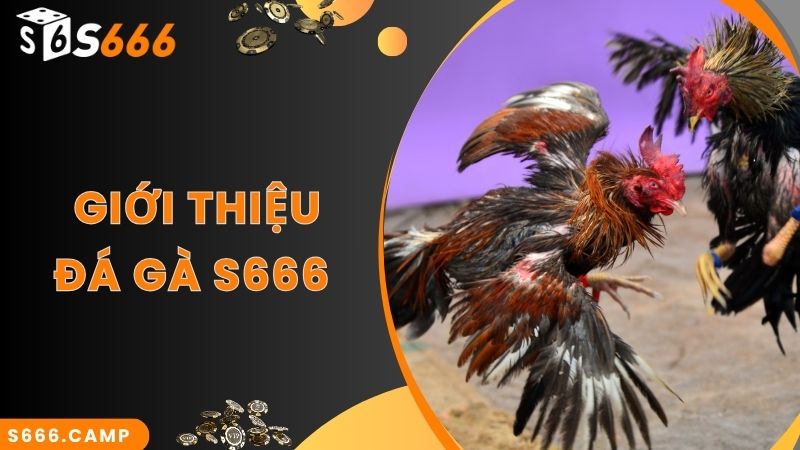 Thông tin sảnh cược S666 đá gà trực tuyến cực hấp dẫn